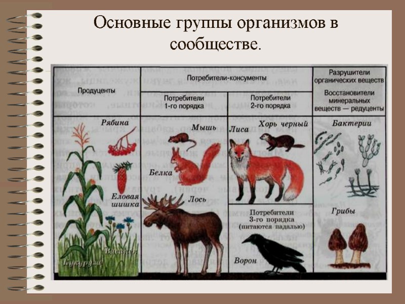 Основные группы организмов в сообществе.